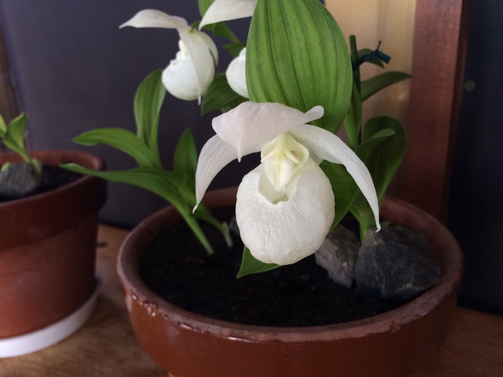 レブンアツモリソウ