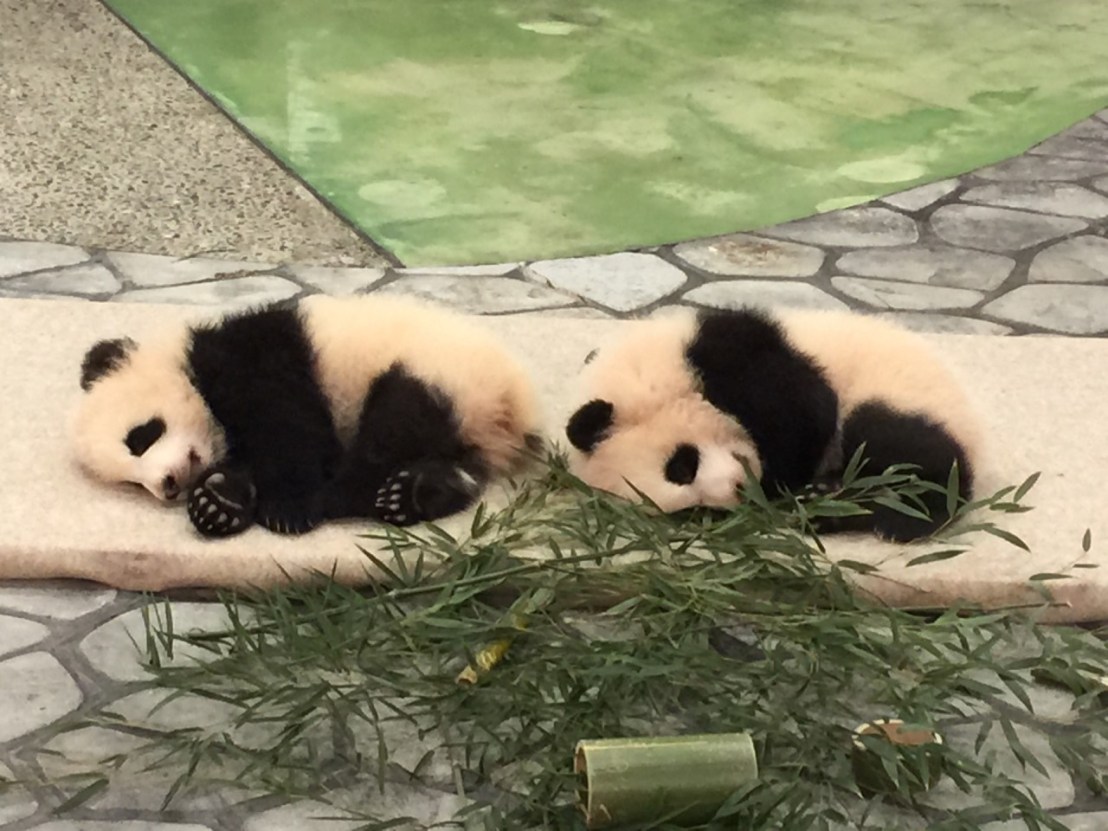 南紀白浜のパンダ